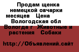 Продам щенка немецкой овчарки 5 месяцев › Цена ­ 8 000 - Вологодская обл., Вологда г. Животные и растения » Собаки   